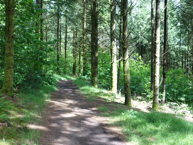 Beaucoup d'épicéas dans le Bois de Maurissou