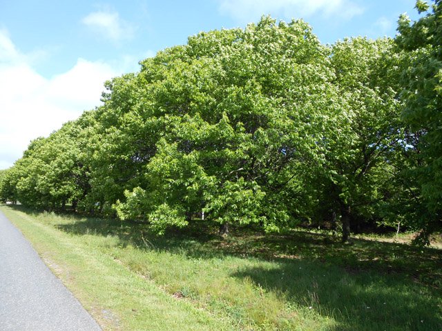 Une jeune châtaigneraie en bordure de la RD17