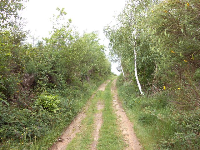 Plus de bouleaux dans le Parc Naturel Régional