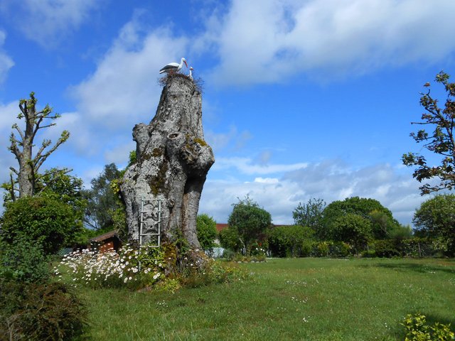 Les cigognes en résine ne migrent plus depuis longtemps