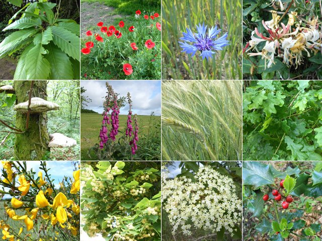 Une balade pour amateurs de fleurs colorées