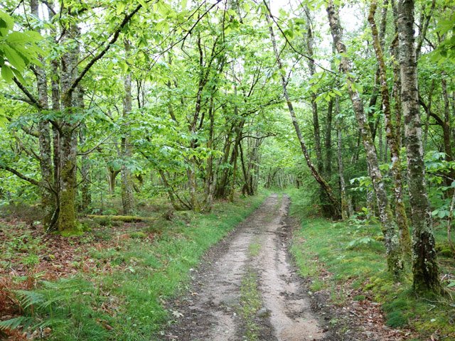 Une piste en forêt vers Roussis après un détour vers les étangs