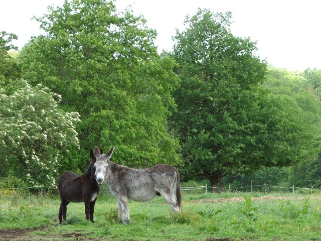 Quand les fermes à vaches limousines disparaissent, les ânes les remplacent
