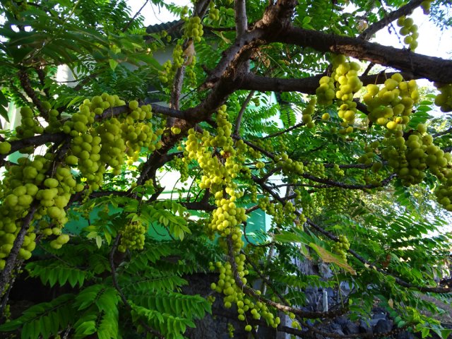 Un girimbélier croulant sous le poids de ses fruits