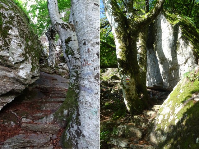 Le sentier frôle également de magnifiques hêtres centenaires