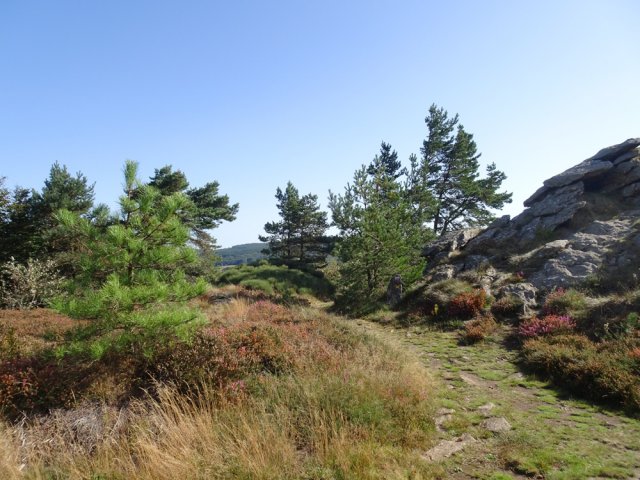 Des paysages pour photographes à la saison de floraison de la bruyère