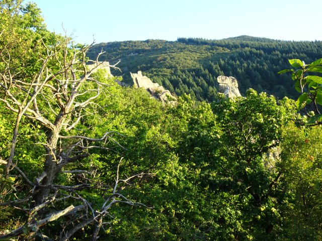 Nombreux châtaigniers en début de montée
