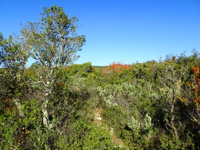 La garrigue touffue sur le plateau bordant la falaise