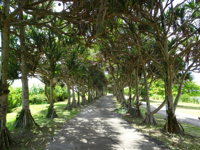 Pratiquer une portion de cette allée ombragée