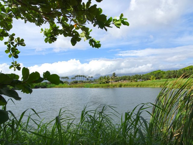 L'étang entouré de roseaux