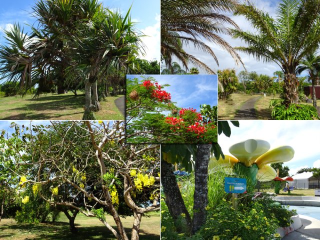 Quelques spécimens d'arbres rencontrés