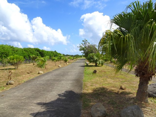 Peu d'ombre sur cette longue avenue