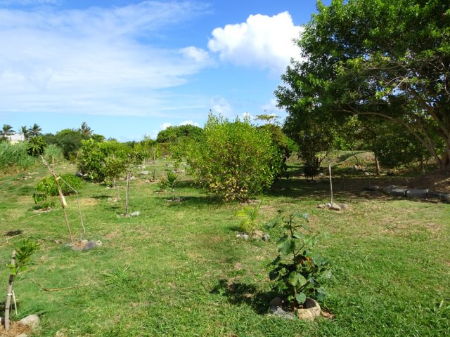 Plantations récentes