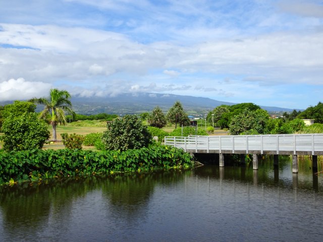 Un ponton permet de surplomber l'eau stagnante