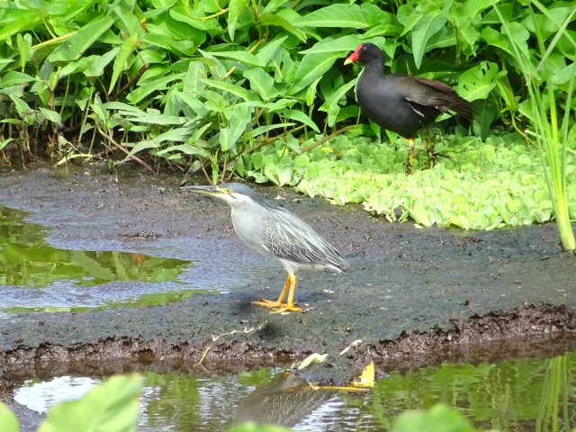 On peut y apercevoir des oiseaux à l'affût