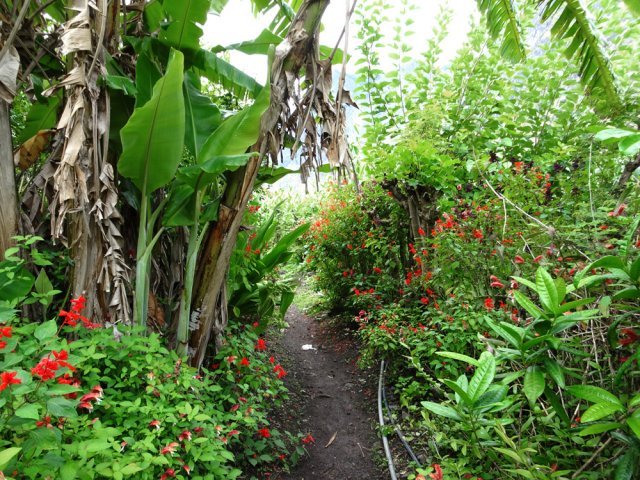 L'Îlet de Cayenne, toujours aussi fleuri