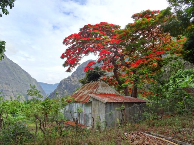 A la saison, le flamboyant permet de repérer l'îlet à des kilomètres à la ronde