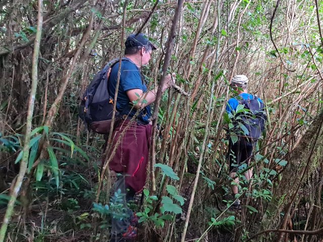 Difficile de suivre la trace dans les goyaviers