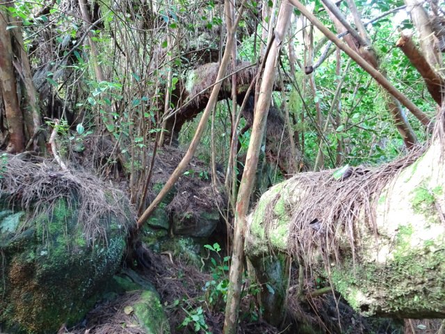 Un passage rocheux près d'un gros tronc couché
