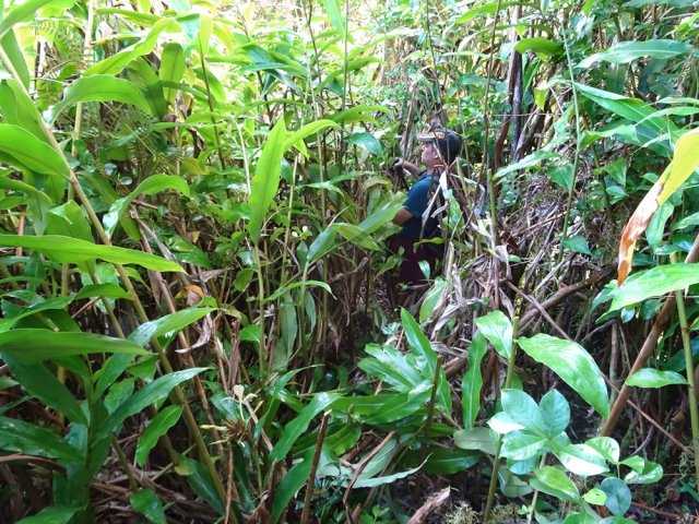 En plus des goyaviers, les longoses sont également de la sortie