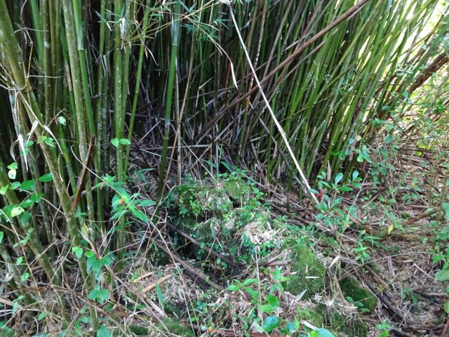Arrivée à l'îlet abandonné, ses bambous et vestiges de vie lointaine
