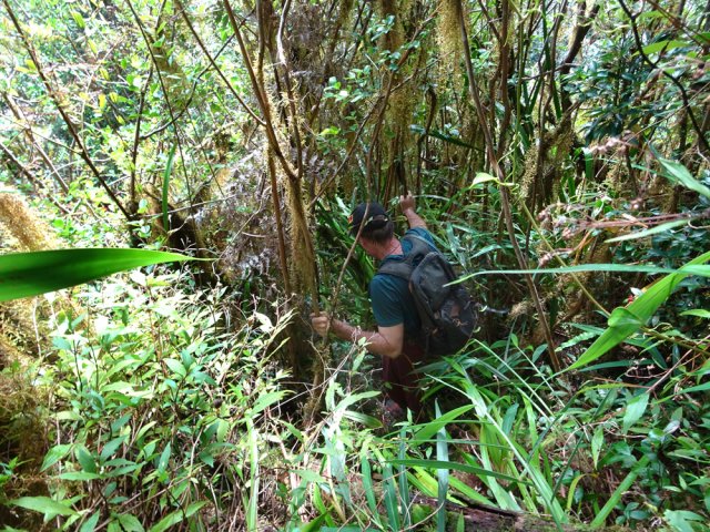 Les véritables difficultés débutent après la touffe de bambous