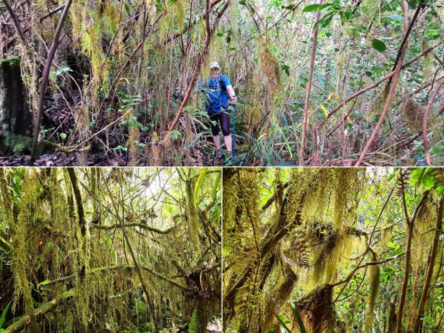 Traversée d'une zone couverte de superbes mousses et lichens
