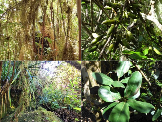 Mousses, bois de piment et bois de tambour, symbole de ce piton