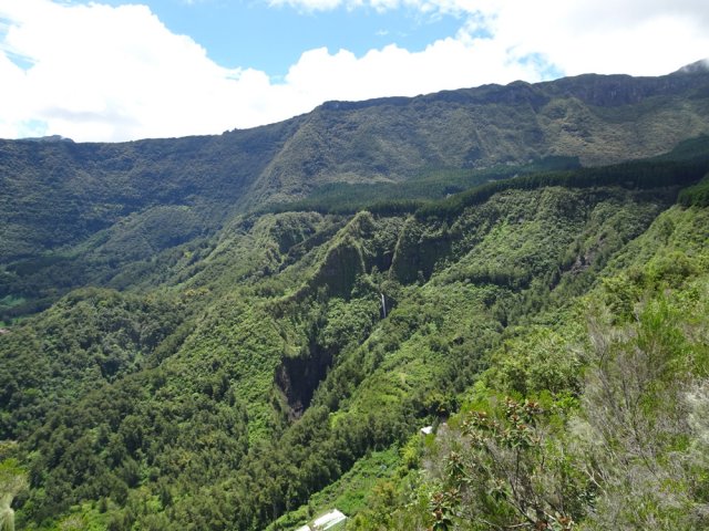 Vue imprenable sur la forêt de cryptomerias de Terre Plate
