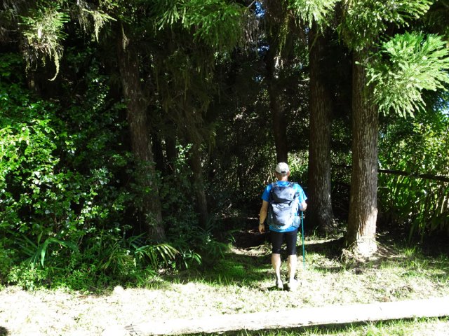 Un sentier discret débute près du kiosque sous les cryptomerias