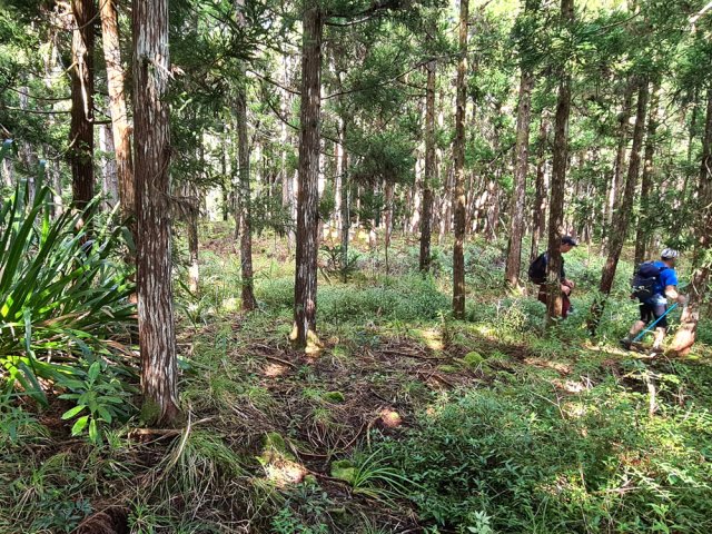 On peut suivre le sentier ou marcher en pleine forêt de cryptomerias
