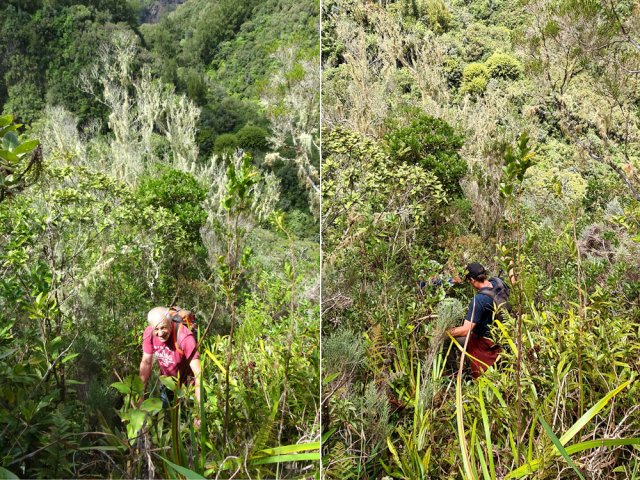 Une idée de la végétation sur l'arête sommitale