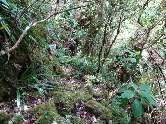 Beau sentier moussu pour descendre vers le Bras de Caverne