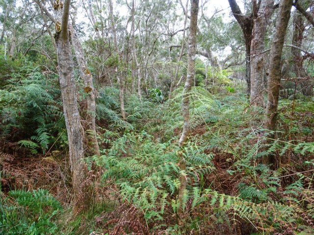 Les fougères-aigles ralentissent la progression