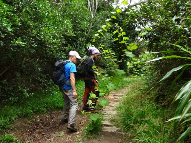 Depuis la fermeture du sentier du Trou de Fer, la vigne s'en donne à cœur joie