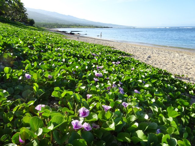 Les patates à Durant et les pommes cochon envahissent le sable