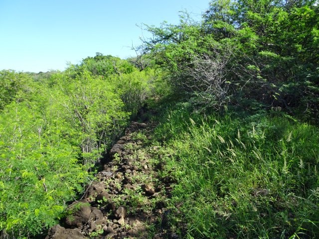On retrouve le chemin Bruniquel lentement dévorer par la verdure