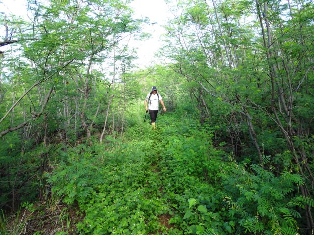 Après les pluies la verdure est présente mais cela ne dure guère
