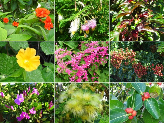 Les passages en ville sont égayés par la nature colorée