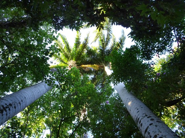 Les grands palmiers royaux du parking