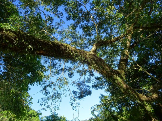 Arbre original à la troisième plage de la rivière