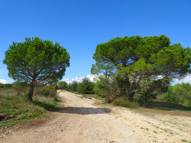 La piste carrossable, bordée de pins, menant au parking