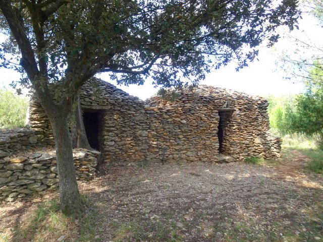 Quelques unes sont à l'ombre de chênes verts