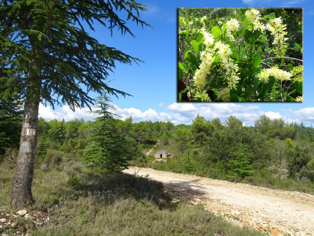 Les premières capitelles aperçues au milieu des conifères et salsepareilles