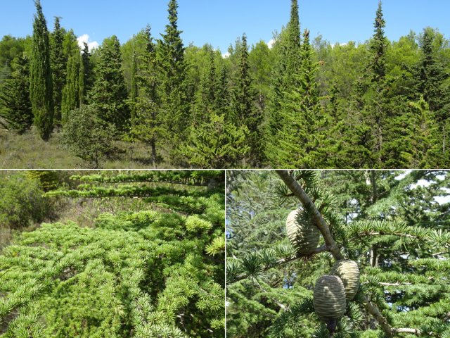 La région est couverte de cyprès et de très beaux cèdres