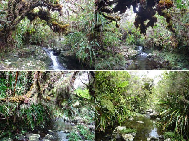 La remontée dans les mousses est un pur régal