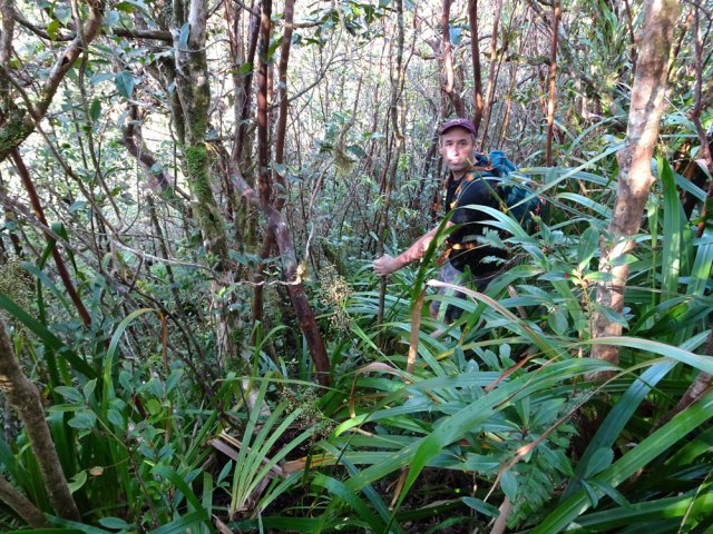 La trace suit le rempart dans les pailles sabre et les goyaviers