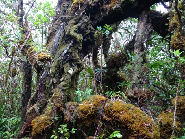 Remarquables branles verts centenaires recouverts de mousse