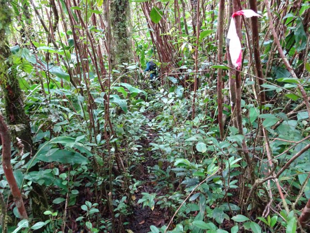 On retrouve évidemment les inévitables goyaviers