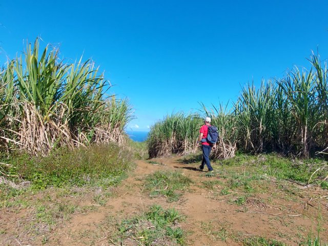 On continue sur les chemins de canne en direction du Piton de Mont Vert